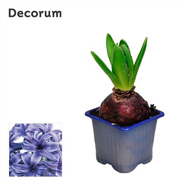Hyacinthus Blue Pearl 1pp (decorum)