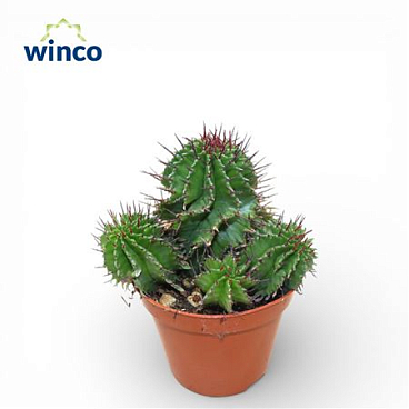Euphorbia Horrida