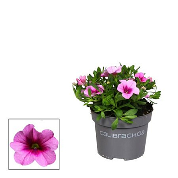 Calibrachoa Uno Glamour (decorum)