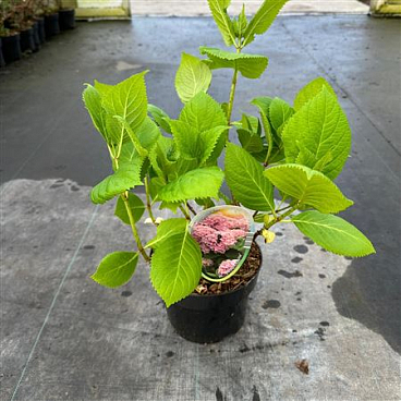 Hydrangea Ma Bouquet Rose