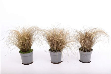 Carex Comans Bronco