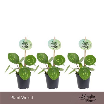 Pilea Smylie Plant Happy