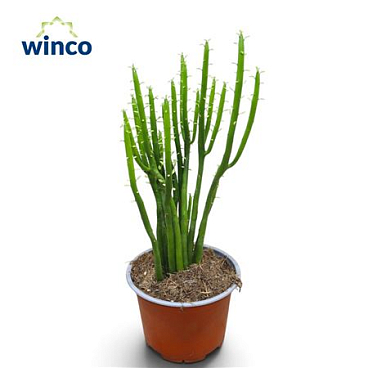 Euphorbia Leucodendron