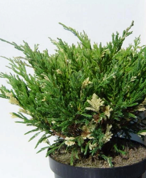 Можжевельник горизонтальный Андорра Вариегата