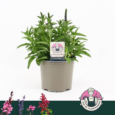 Veronica Spic Anniversary Blue