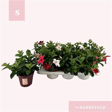 Mandevilla Zomerville Mix