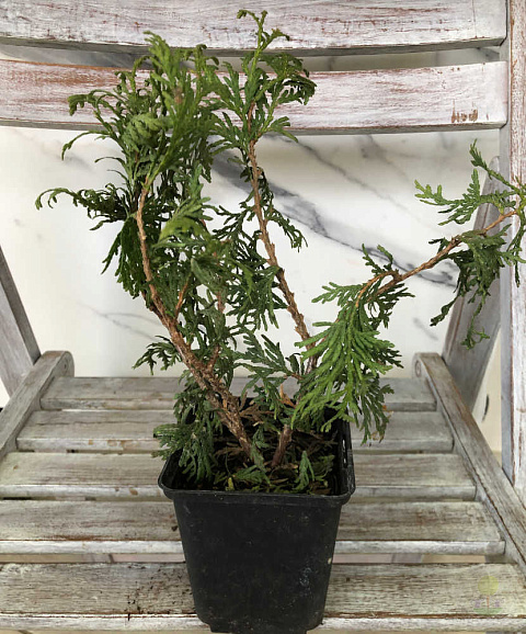 Туя западная Литтл Чемпион