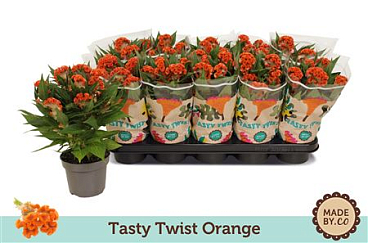 Celosia Tasty Twist Orange