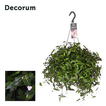 Tradescantia Multiflora Hangpot