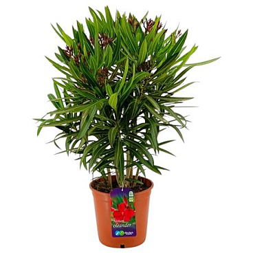 Nerium Oleander Red