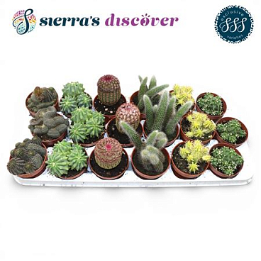 Cactus Mix Bilbao (sierras)