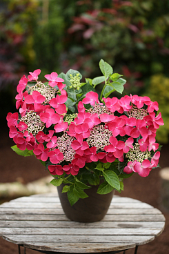 Гортензия крупнолистная Роялти Коллекшн