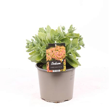 Sedum Hy Herbstfreude