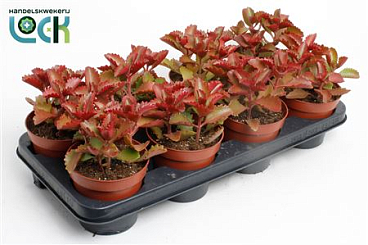 Kalanchoe Pinatum