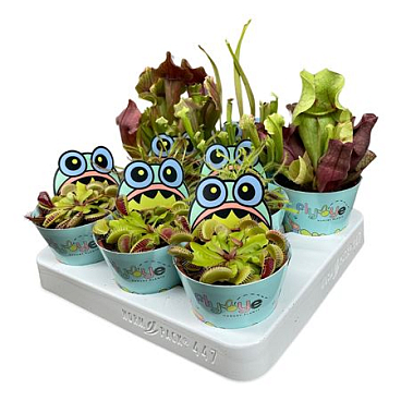Vleesetende Planten Mix 8,5 Cm In Flybye Potcover