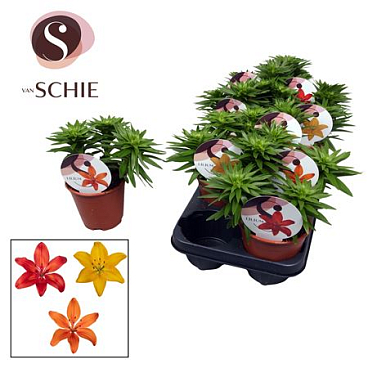 Lilium As Mix 3pp (watch Me Grow)