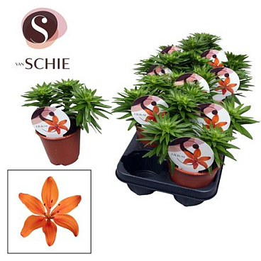 Lilium As Orange 3pp (watch Me Grow)