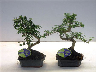 Bonsai Ligustrum Sinensis, 15cm., Shape, Without D