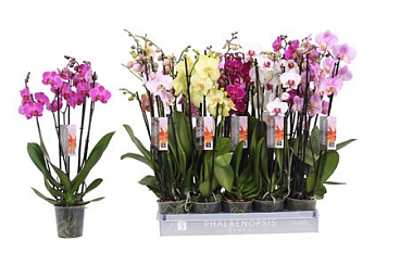 Phal 5st Mix 70+ (by-5)