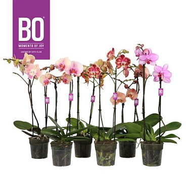 Phal 2st Yellow (opti)