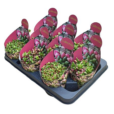 Anacampseros Rufescens Variegato Potcover