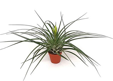 Tillandsia Mistic