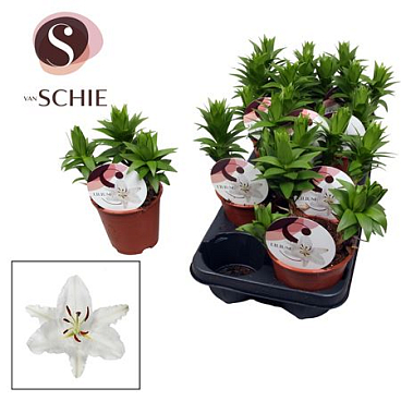 Lilium Or White 3pp (watch Me Grow)