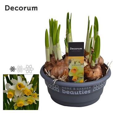 Narcissus Spring Sunshine Bowl (decorum)