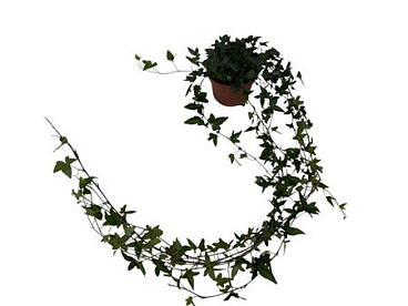 Hedera Shamrock Medium Long