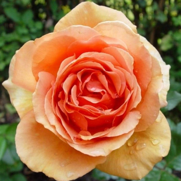 Роза чайно-гибридная Ашрам