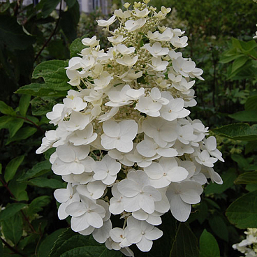 Гортензия метельчатая Киушу в тубе