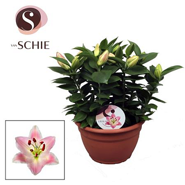 Lilium Or Rascal Souvenir 9pp