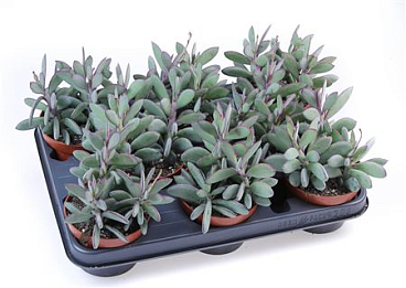 Senecio Crasissimus