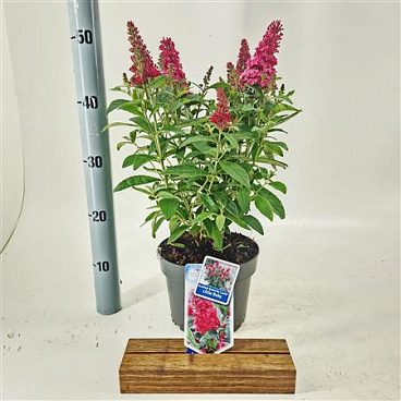 Buddleja Dav Little Ruby (butterfly Candy)