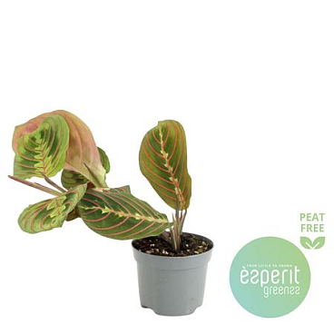 Maranta Leuconeura Fascinator