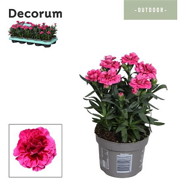Dianthus Oscar Purple Wings (decorum)