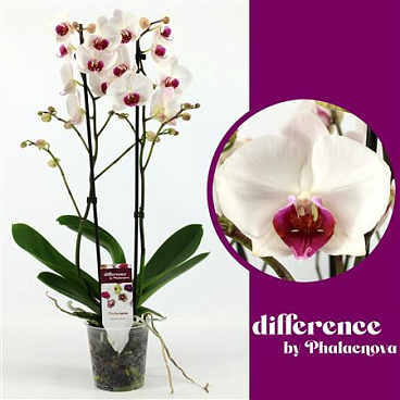 Phal 2st Red Lip 14+ (phalaenova)