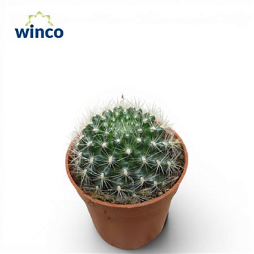 Mammillaria Cobrensis