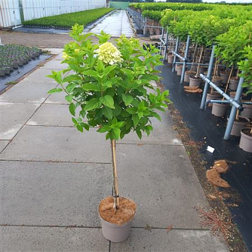 Hydrangea Pan Limelight On Stem