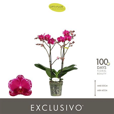 Phal 2st Asian Violin