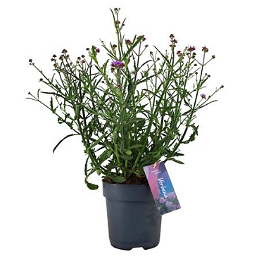 Verbena Bonariensis Lollipop