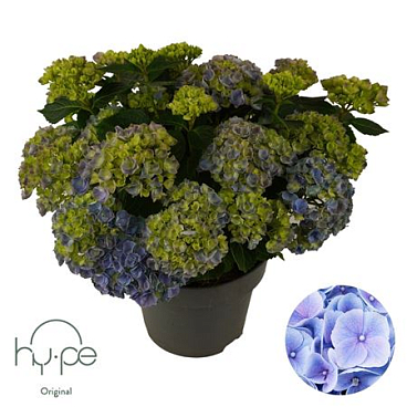 Hydrangea Ma Mophead Blue 10+ (hy-pe)