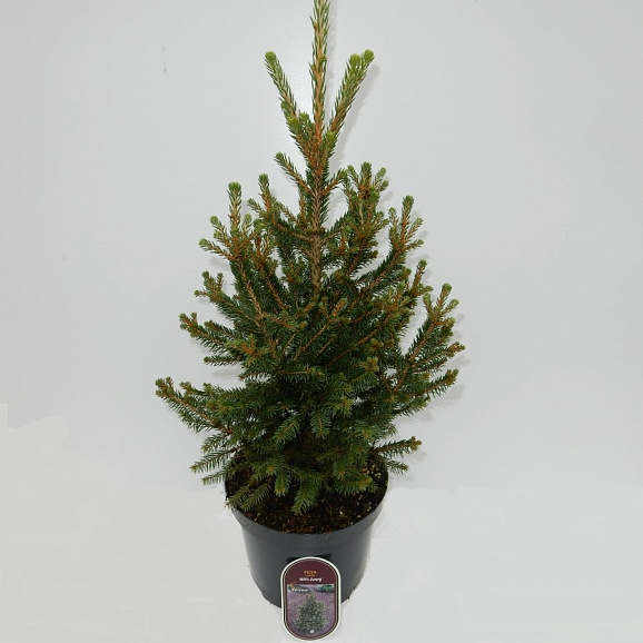 Ель обыкновенная Вилс Цверг