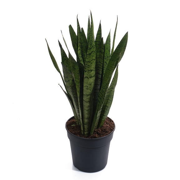 Сансевиерия Зейланика