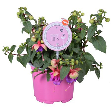Fuchsia Bella Faya (morelips)