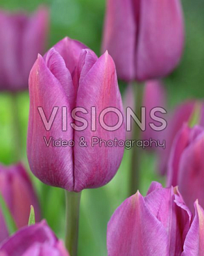 Тюльпан простой поздний Вайлет Бьюти