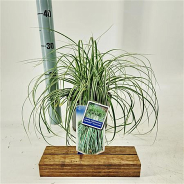 Carex Osh Evercream