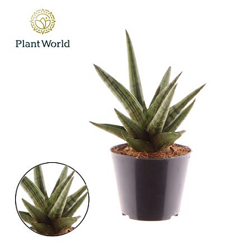 Sansevieria Helios Dwarf