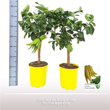 Citrus Hand Of Buddha On Stem