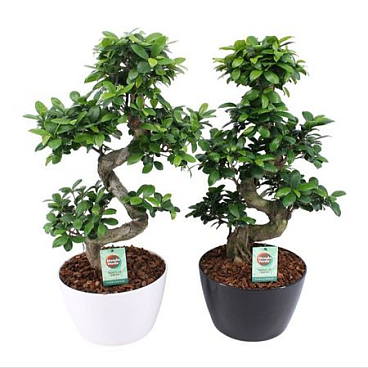 Ficus Ginseng S-type In Zwartwit Keramiek Met Bark